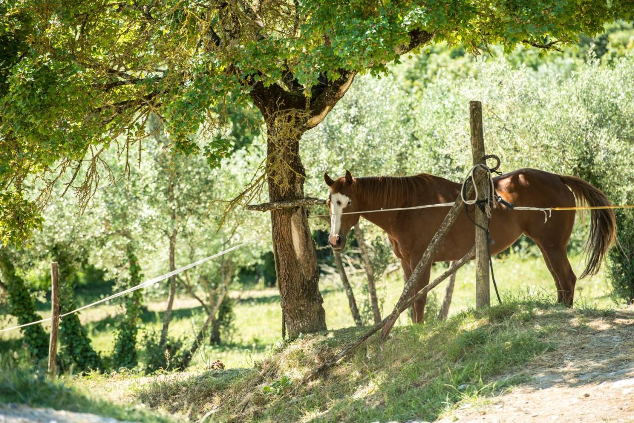 Fattoria Lavacchio *